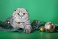 ÃÅ¸ÃÂµÃâ¬ÃÂµÃÂ²ÃÂµÃÂÃâÃÂ¸ ÃÂ²GoogleBingScottish fold cat lies with an outstretched pawScottish fold cat lies with an outstretched paw